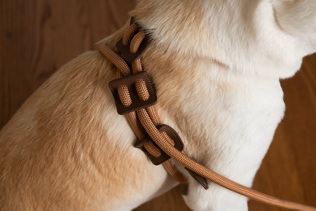 Aesthetic Dog Harness
