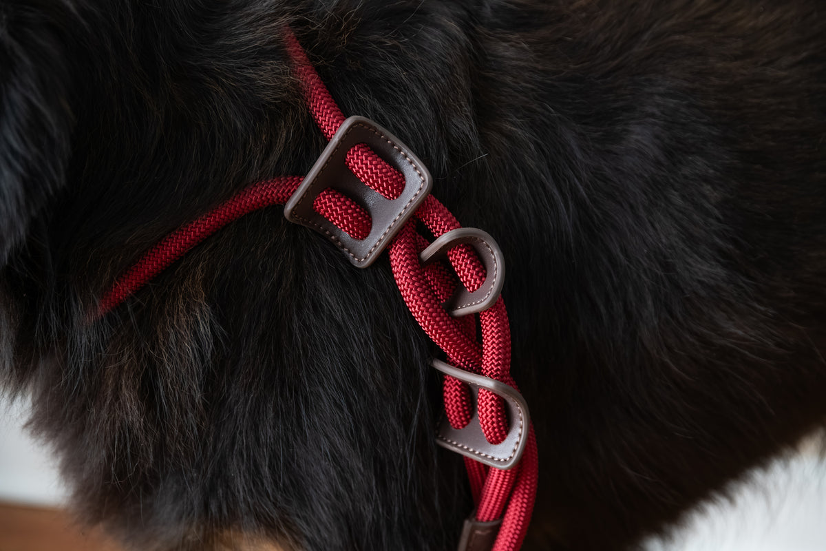 Aesthetic Dog Harness