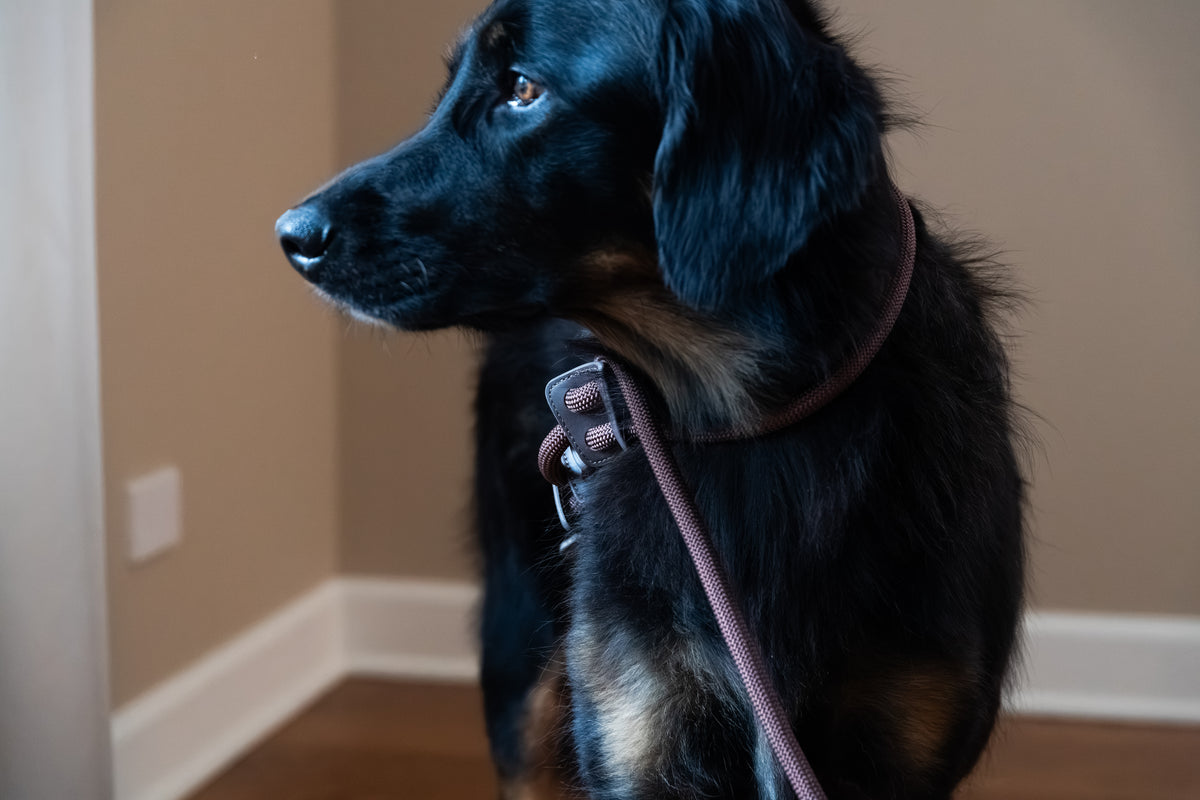 Aesthetic Dog Harness