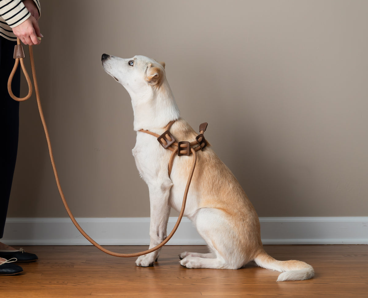 Aesthetic Dog Harness